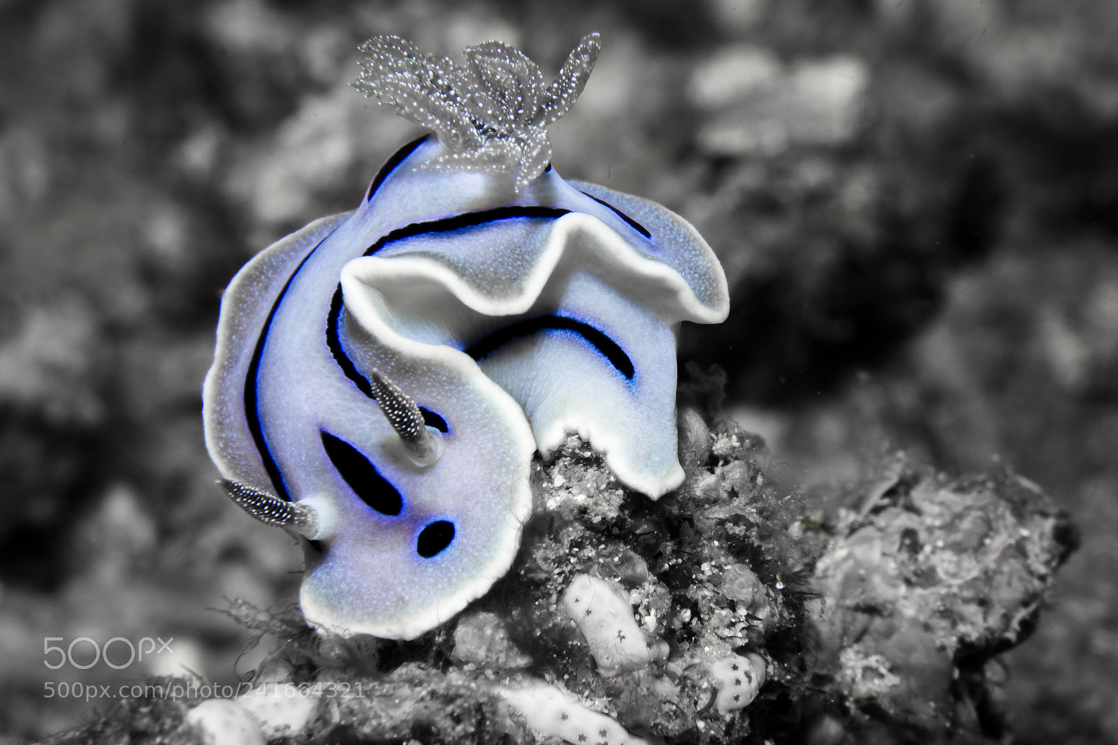 Canon EOS 60D sample photo. Willani rudman@lembeh photography
