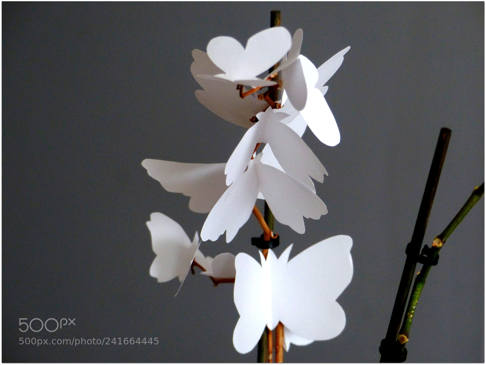 Panasonic Lumix DMC-FZ200 sample photo. Orchid photography
