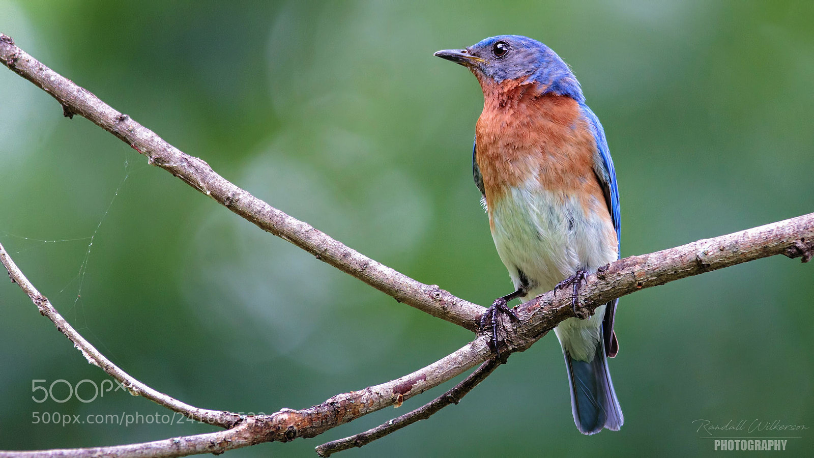 Canon EOS 60D sample photo. Eastern bluebird (male) photography
