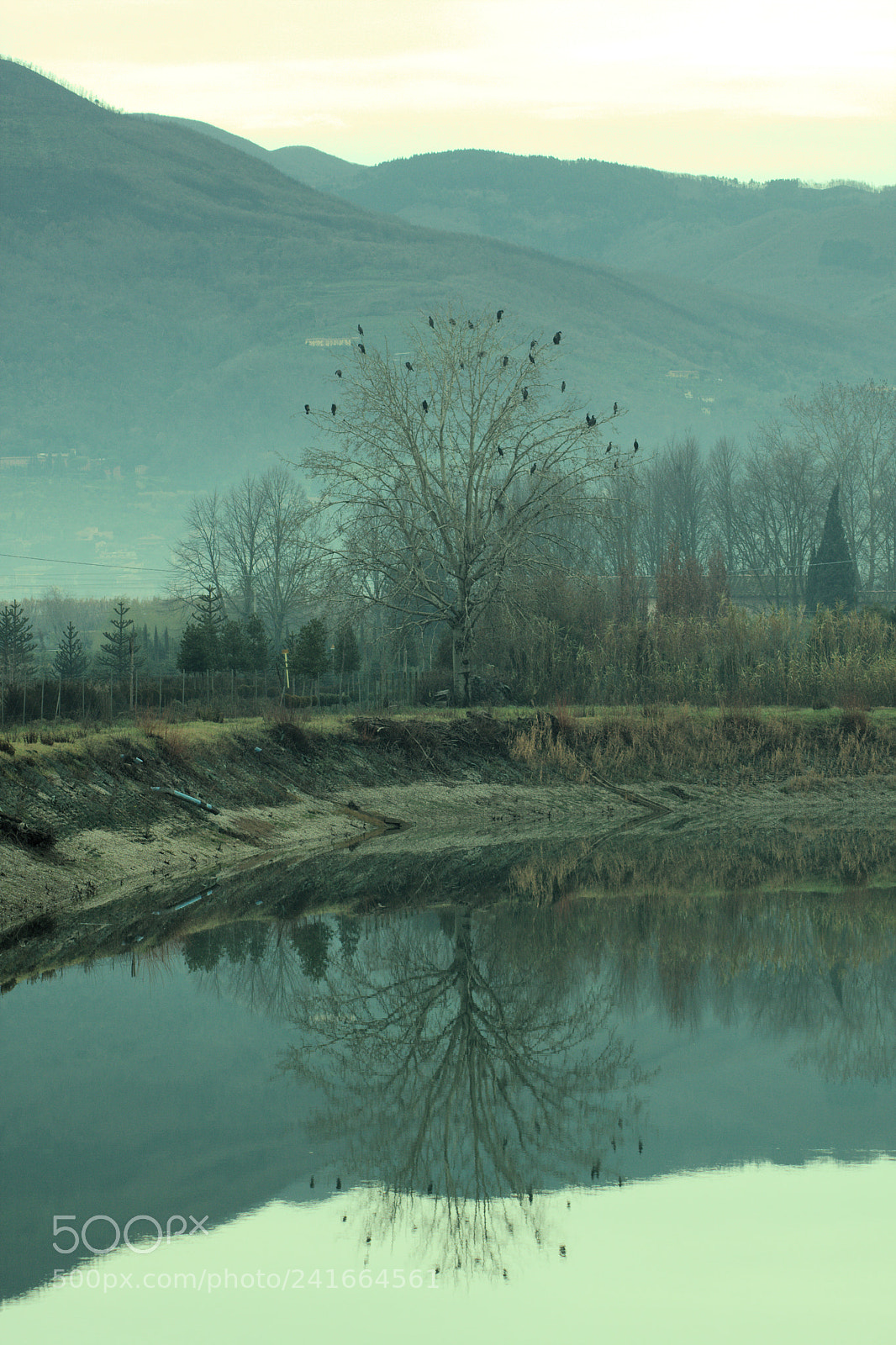 Canon EOS 40D sample photo. Mirrored black crowfruit-tree. photography