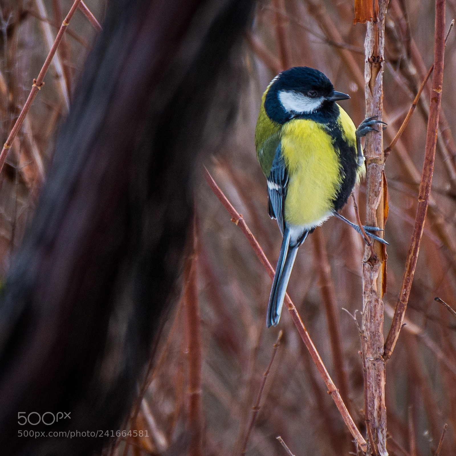 Nikon D7100 sample photo. Mésange charbonnière photography