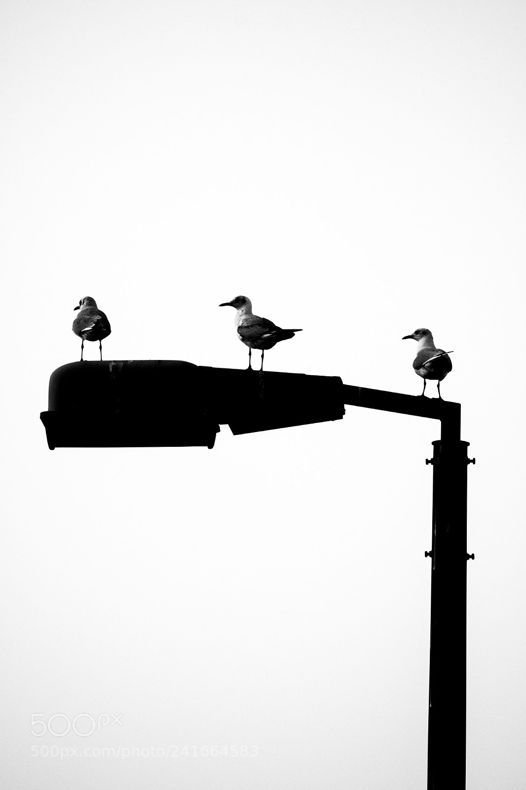Nikon D500 sample photo. Untitled photography
