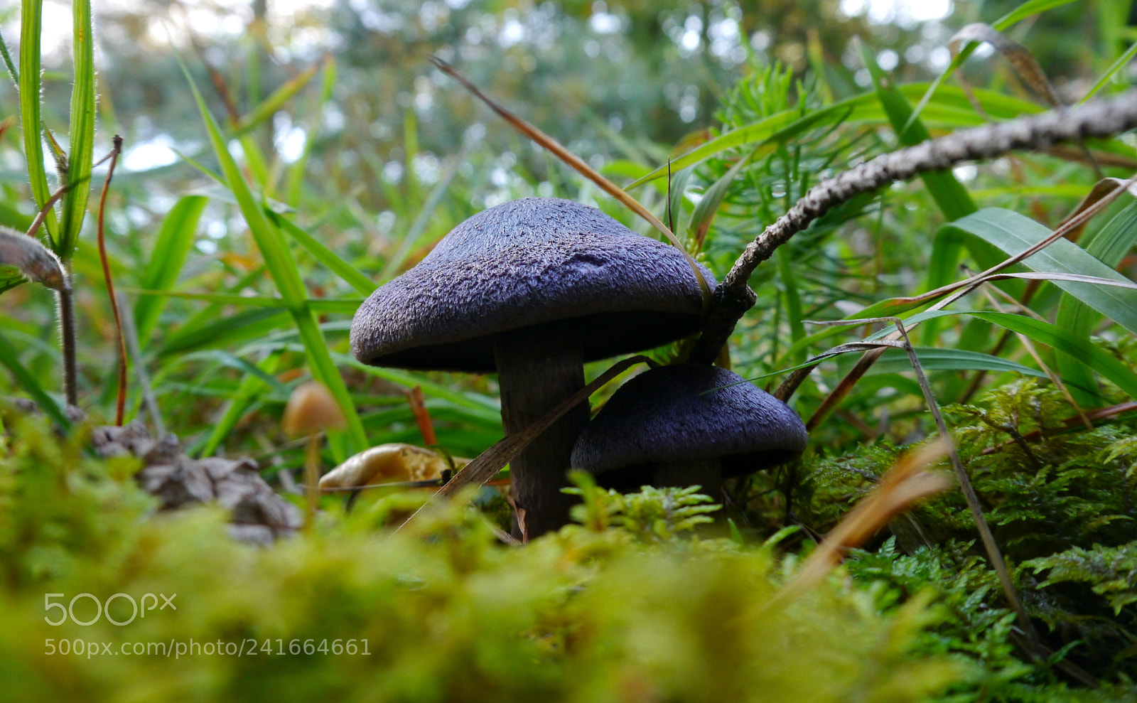 Panasonic Lumix DMC-G5 sample photo. Mushroom family photography