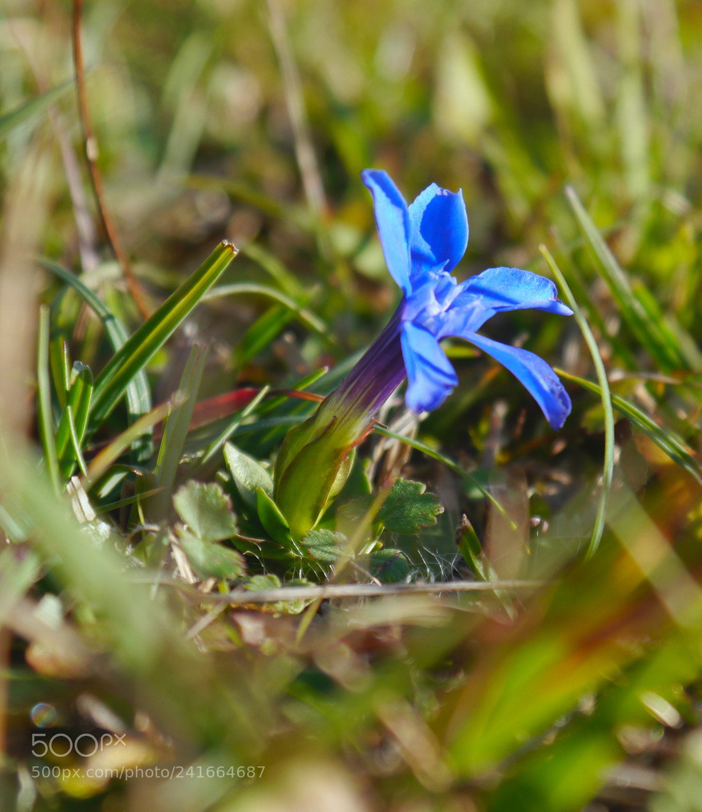 Panasonic Lumix DMC-G5 sample photo. Frühlings-enzian photography