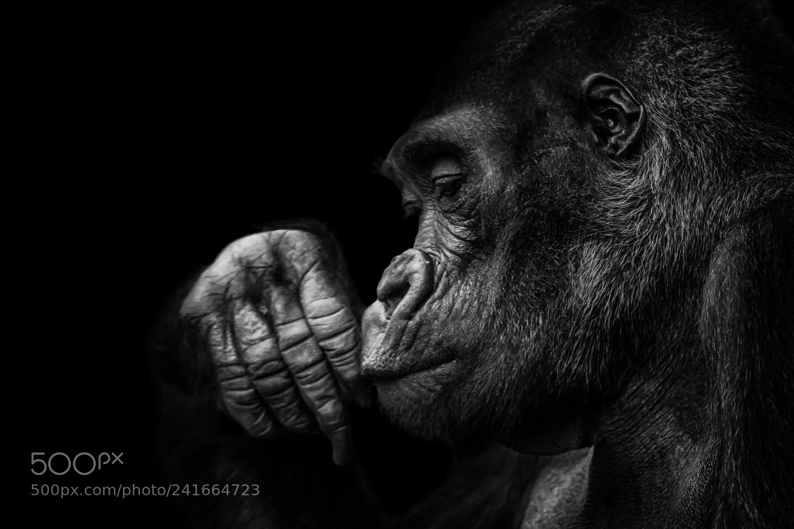 Canon EOS 760D (EOS Rebel T6s / EOS 8000D) sample photo. Gorilla photography