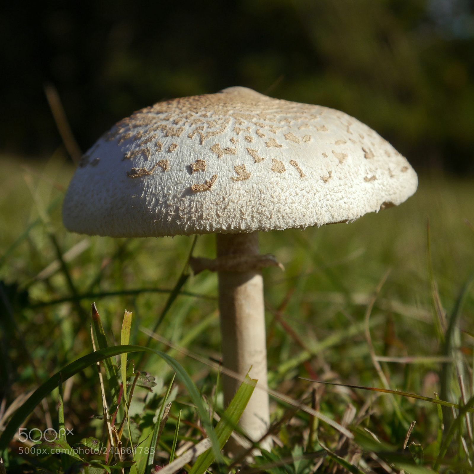 Panasonic Lumix DMC-G5 sample photo. Parasolpilz photography