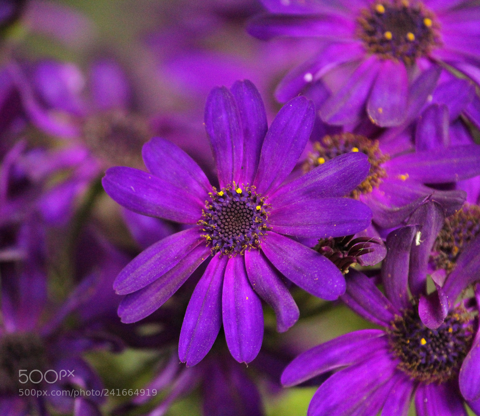 Canon EOS 1300D (EOS Rebel T6 / EOS Kiss X80) sample photo. Purple sparkler photography