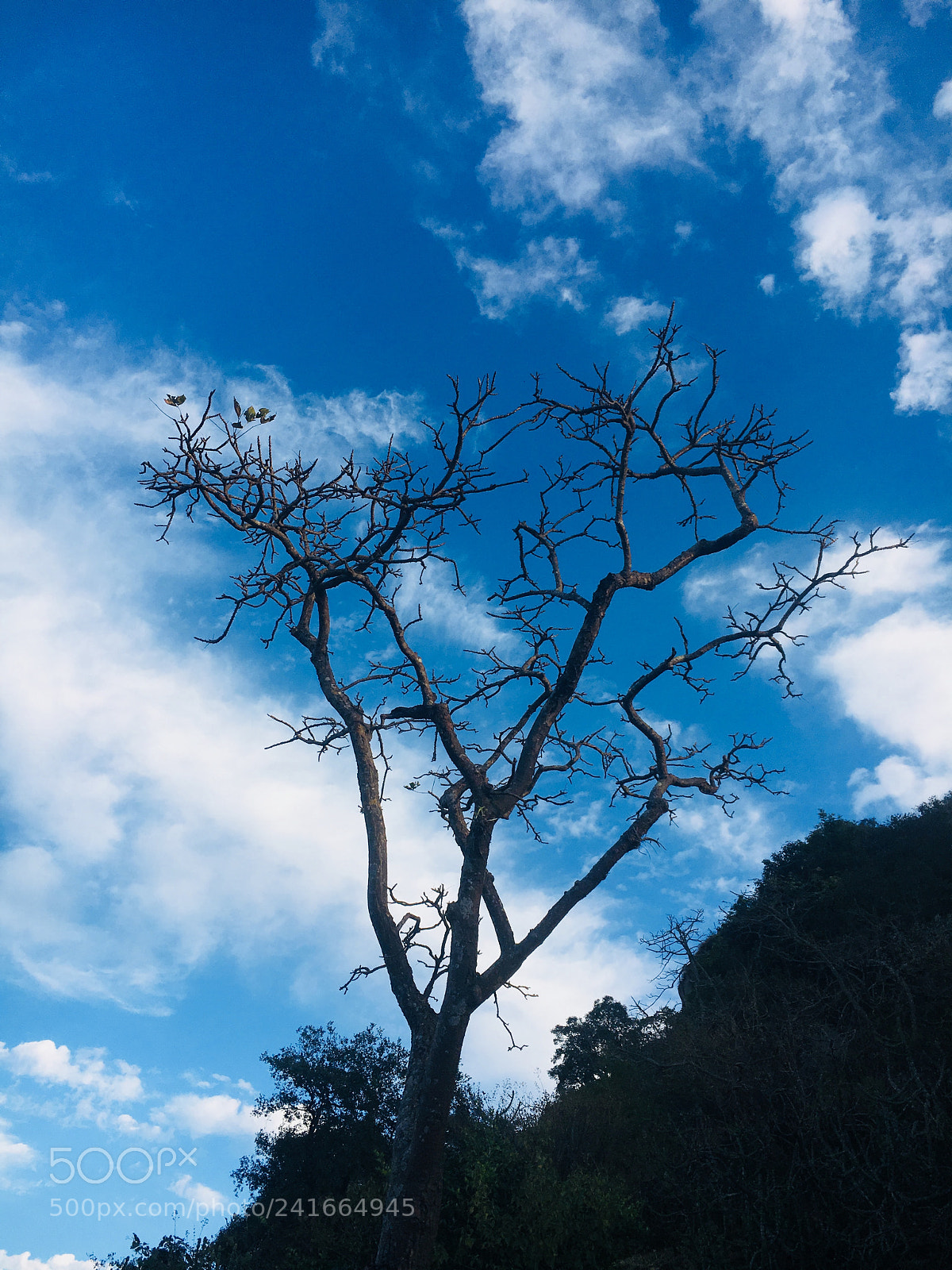 Apple iPhone 6s sample photo. Lone lion photography