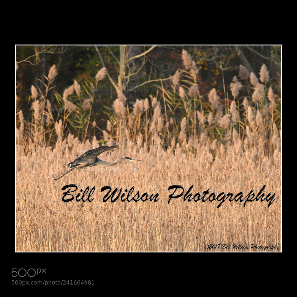 Nikon D500 sample photo. Great blue heron flight photography