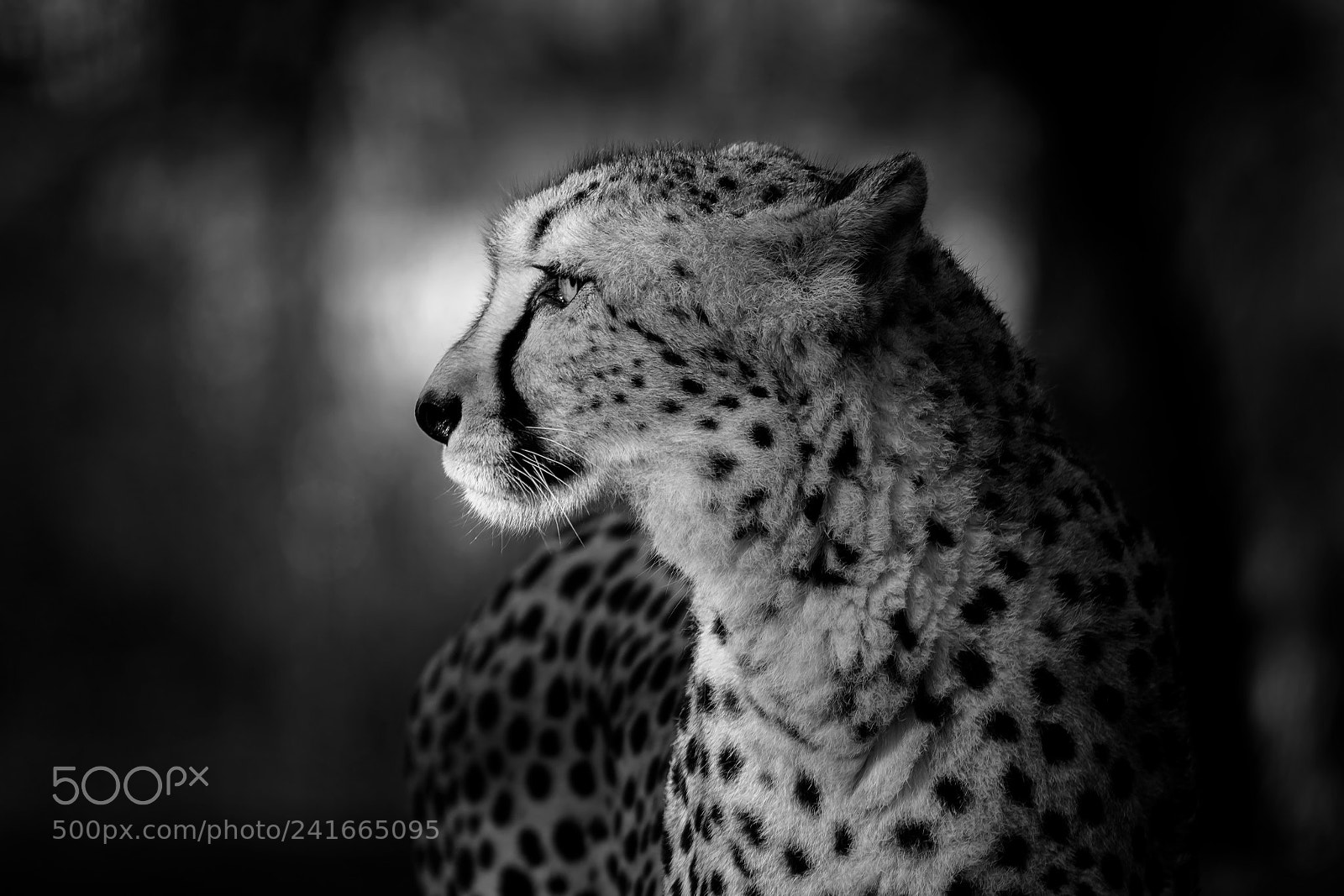 Canon EOS 760D (EOS Rebel T6s / EOS 8000D) sample photo. Cheetah photography