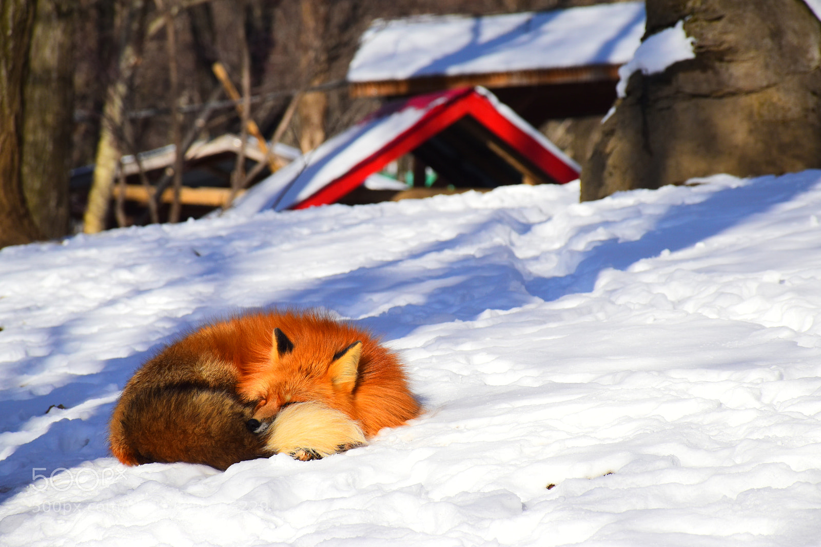 Nikon D5500 sample photo. Snowy sun bath photography