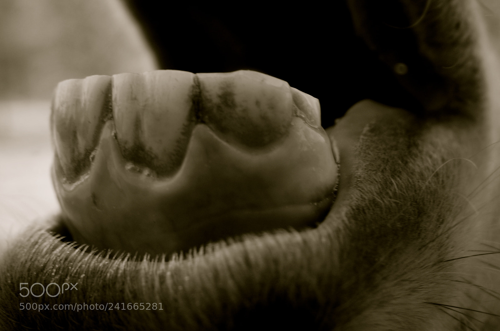 Sony Alpha NEX-3N sample photo. Donkey gums photography