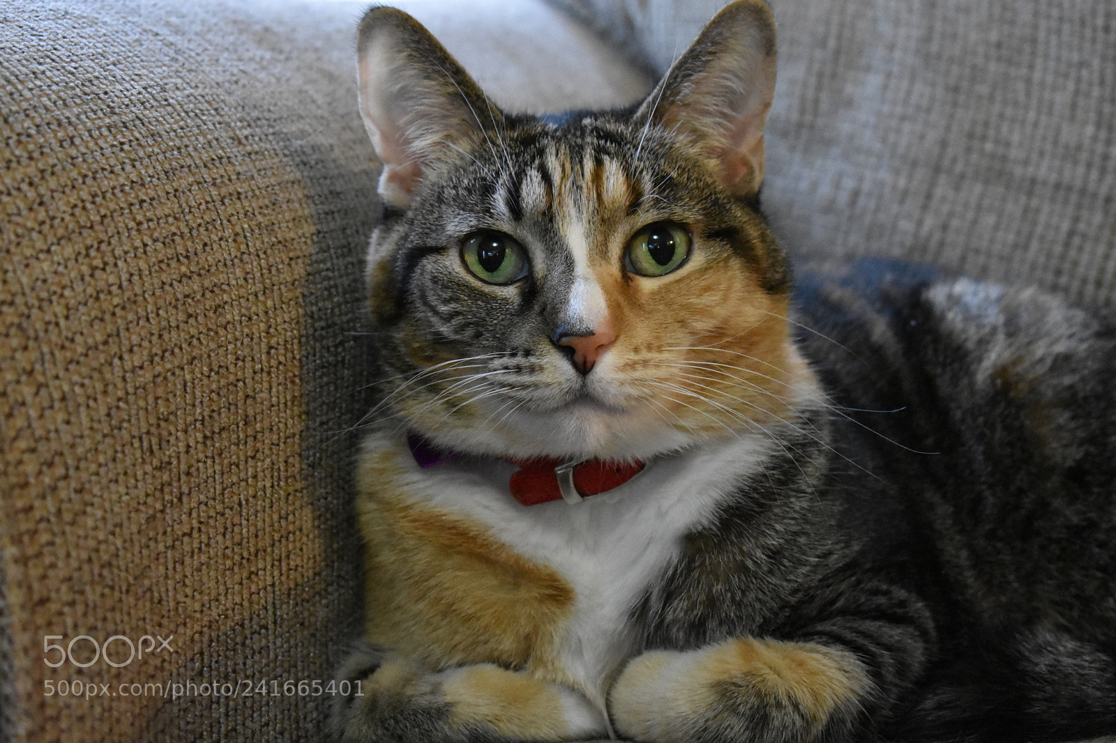 Nikon D3400 sample photo. Dsc photography