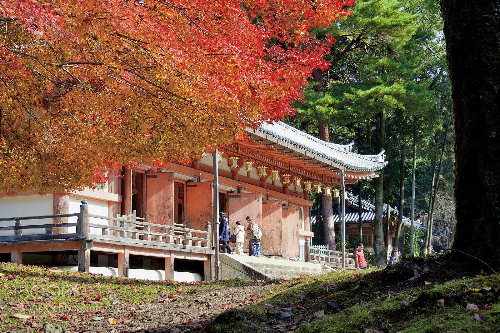 Olympus OM-D E-M5 II sample photo. 京都醍醐寺　kyoto | daigoji photography