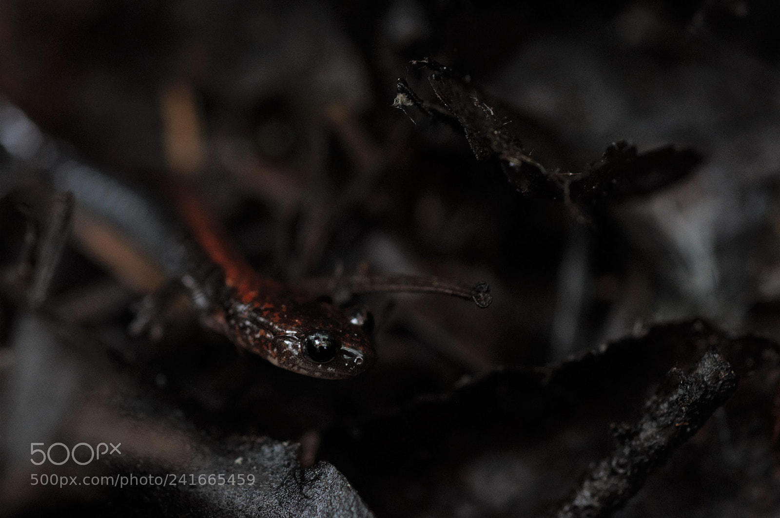 Nikon D90 sample photo. Red-backed salamander photography