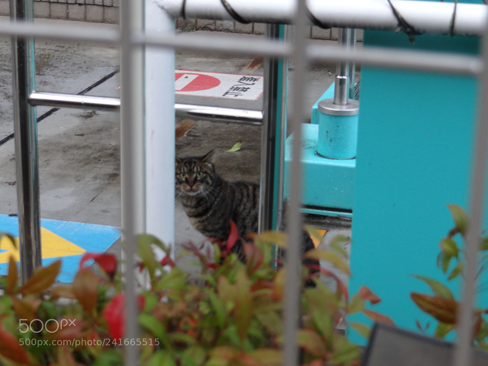 Sony DSC-HX200V sample photo. Dsc photography