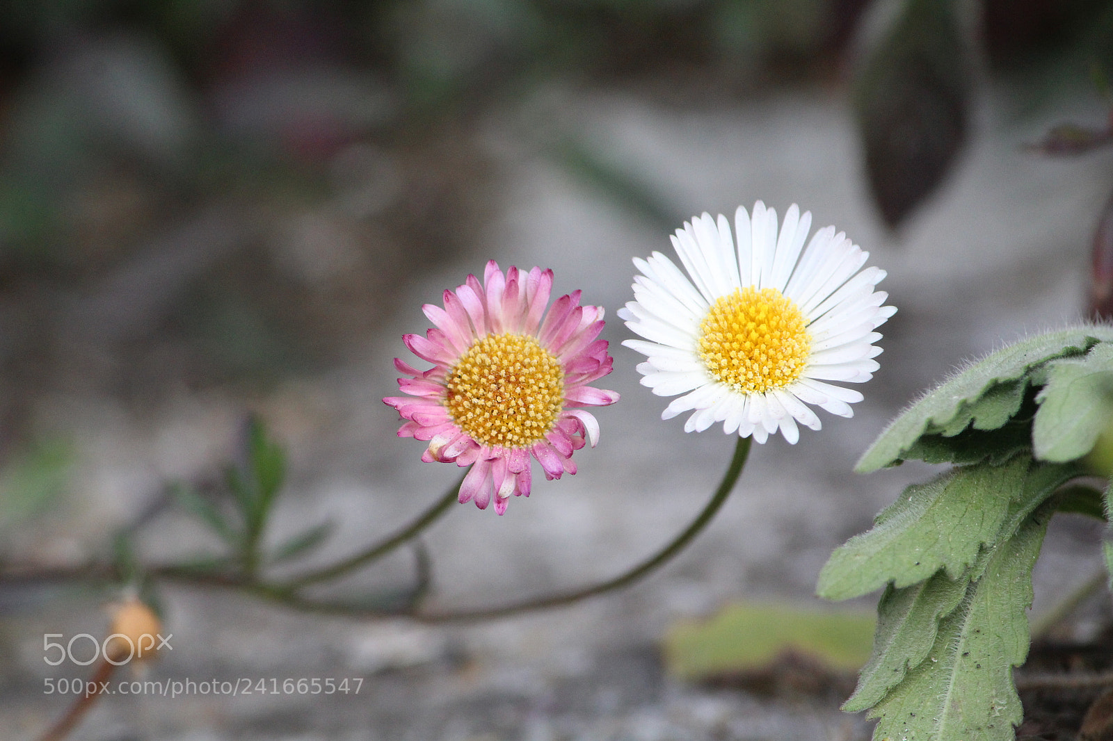 Canon EF-S 55-250mm F4-5.6 IS II sample photo. Lovely couple photography