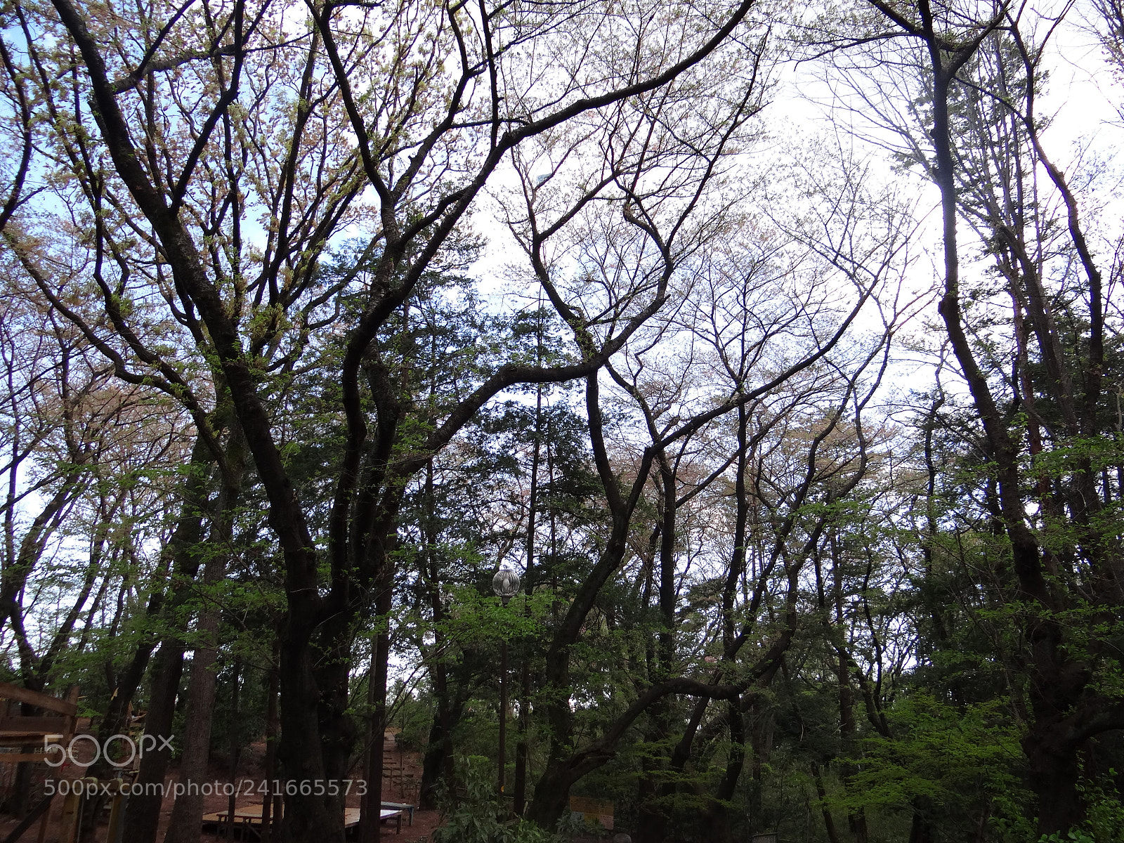 Sony DSC-HX200V sample photo. Dsc photography