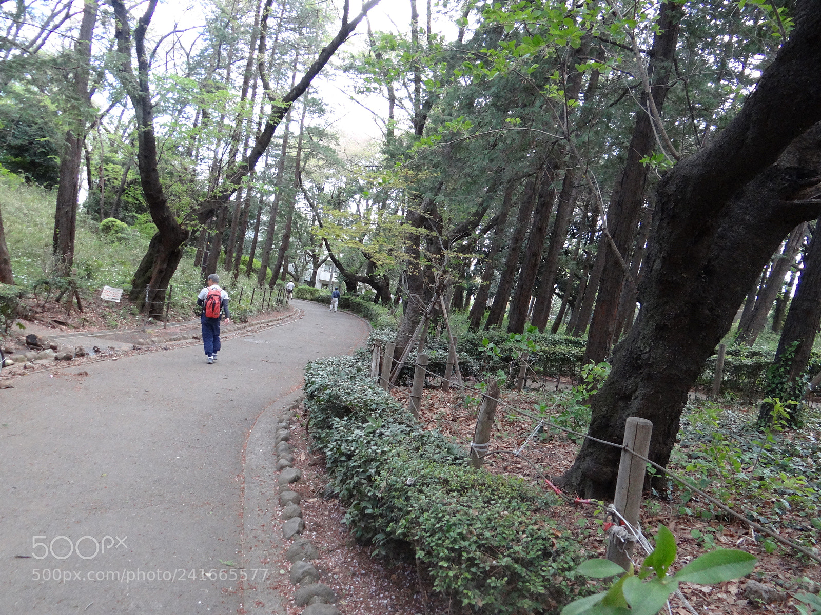 Sony DSC-HX200V sample photo. Dsc photography