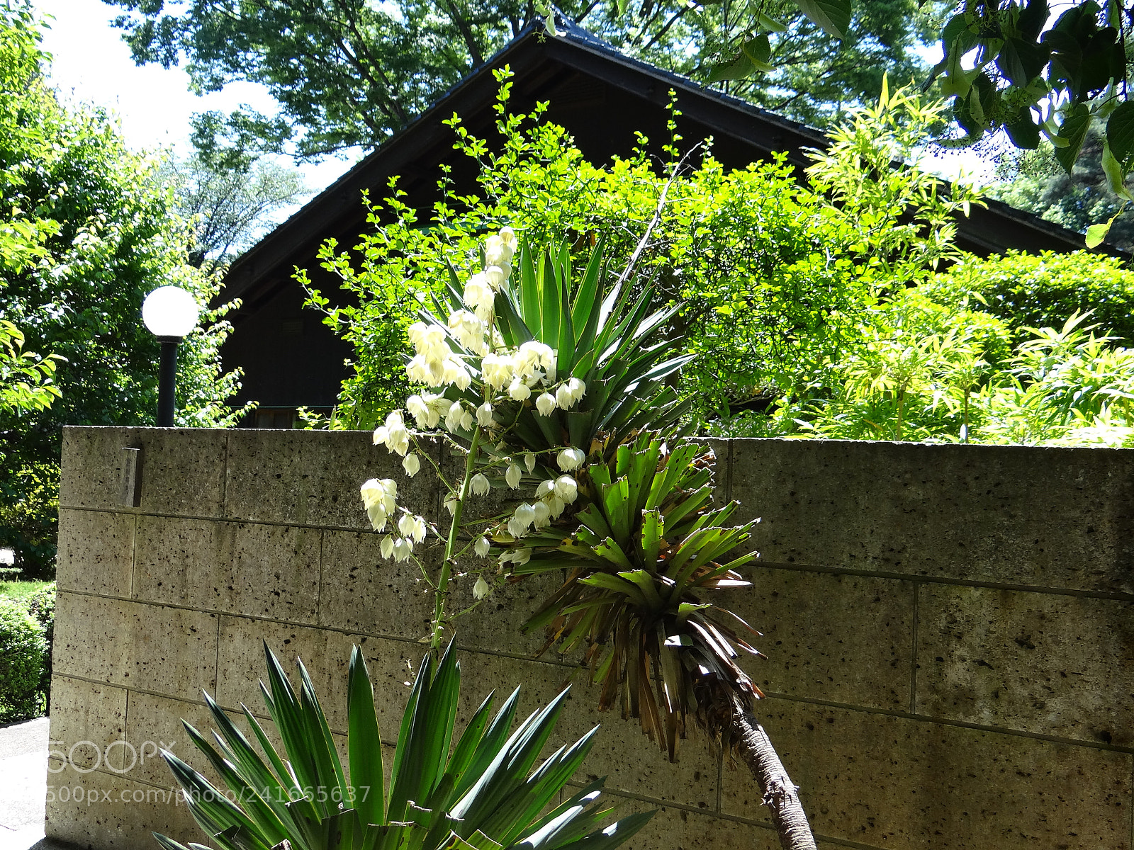 Sony DSC-HX200V sample photo. Dsc photography