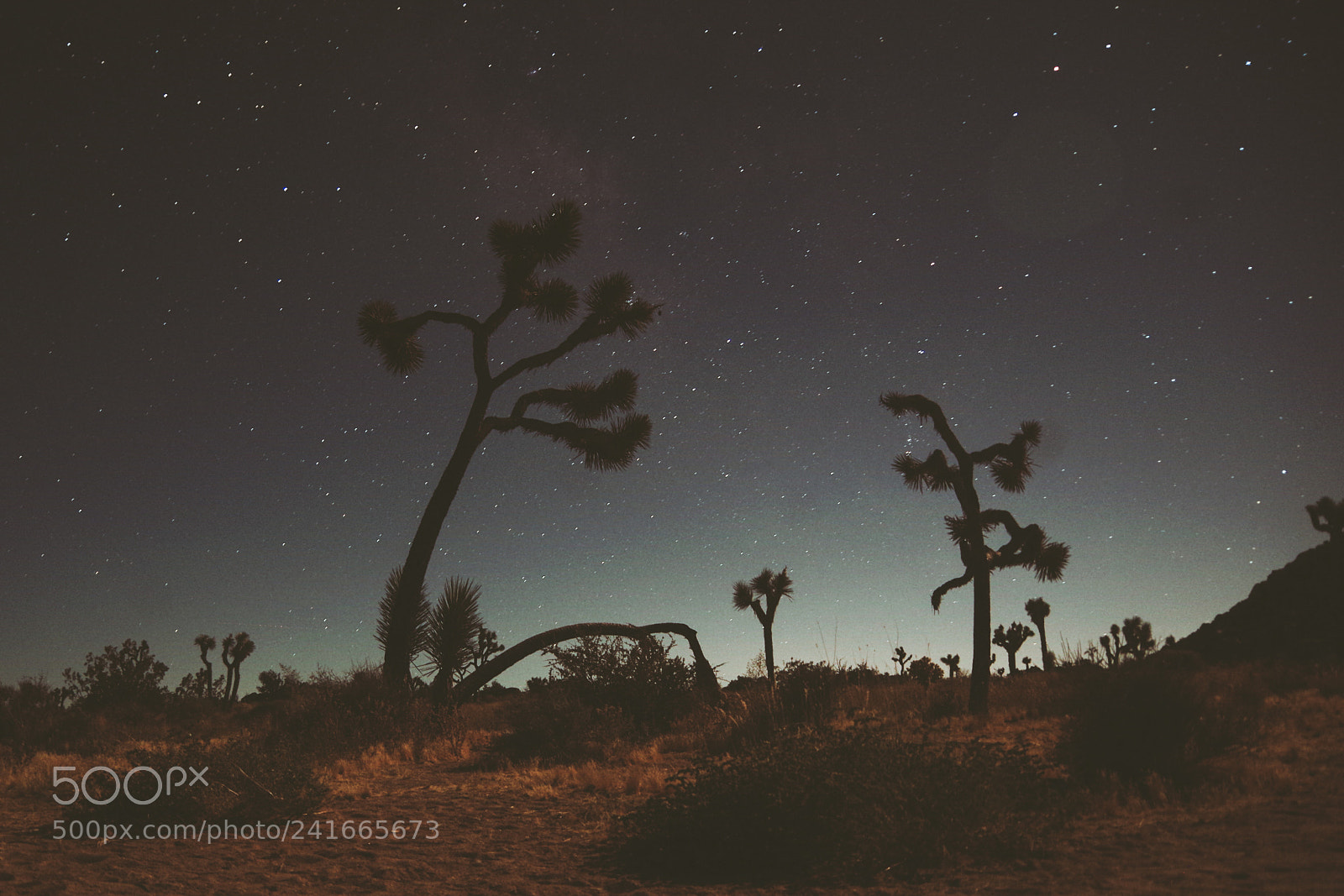 Pentax K-30 sample photo. Joshua tree park photography