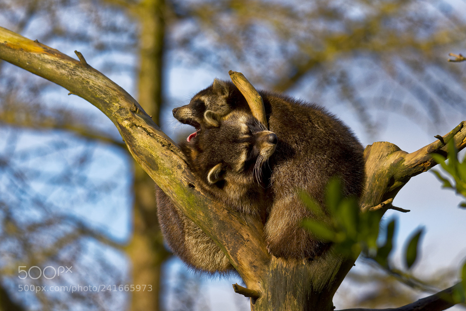 Nikon D810 sample photo. Raccoons photography