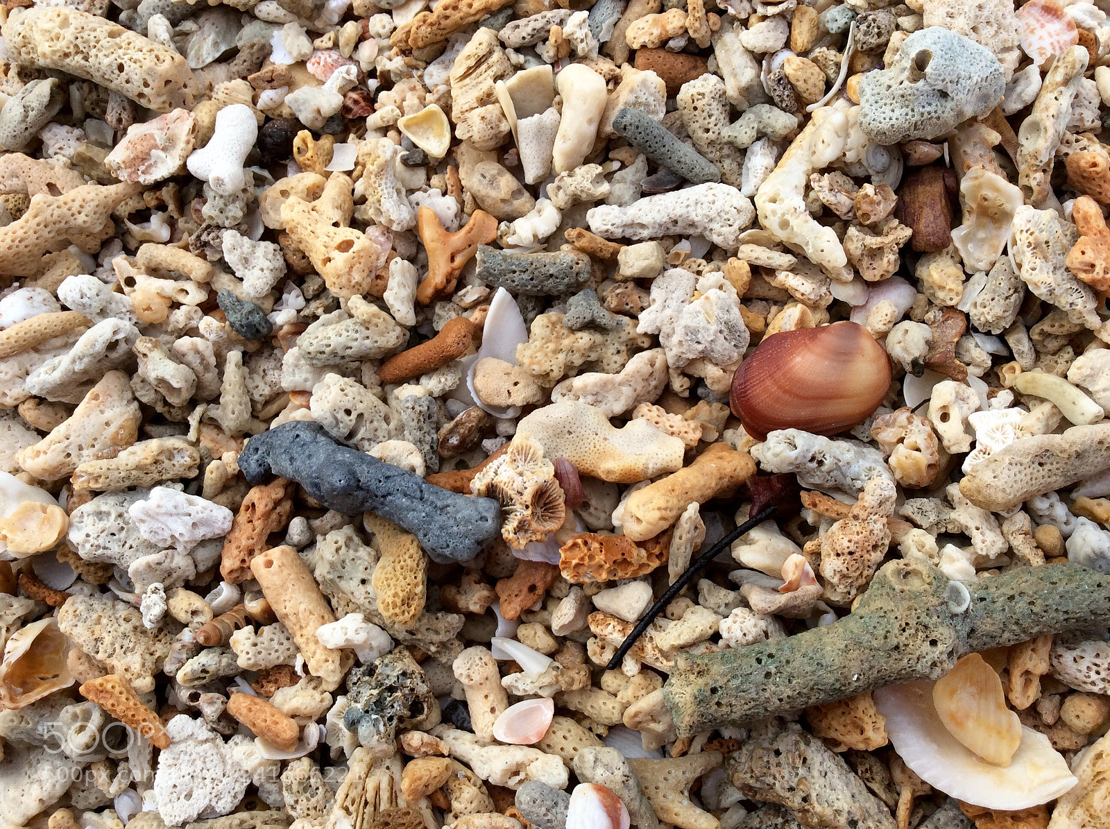 Apple iPad mini 2 sample photo. Thai corals and seashells photography