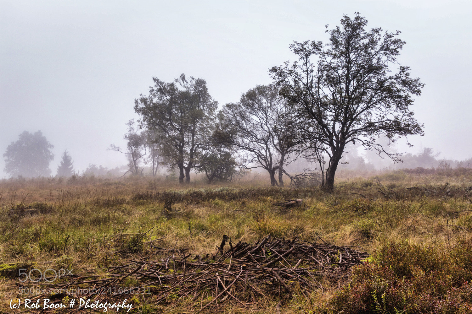 Canon EOS 5DS sample photo. Trees in the mist photography
