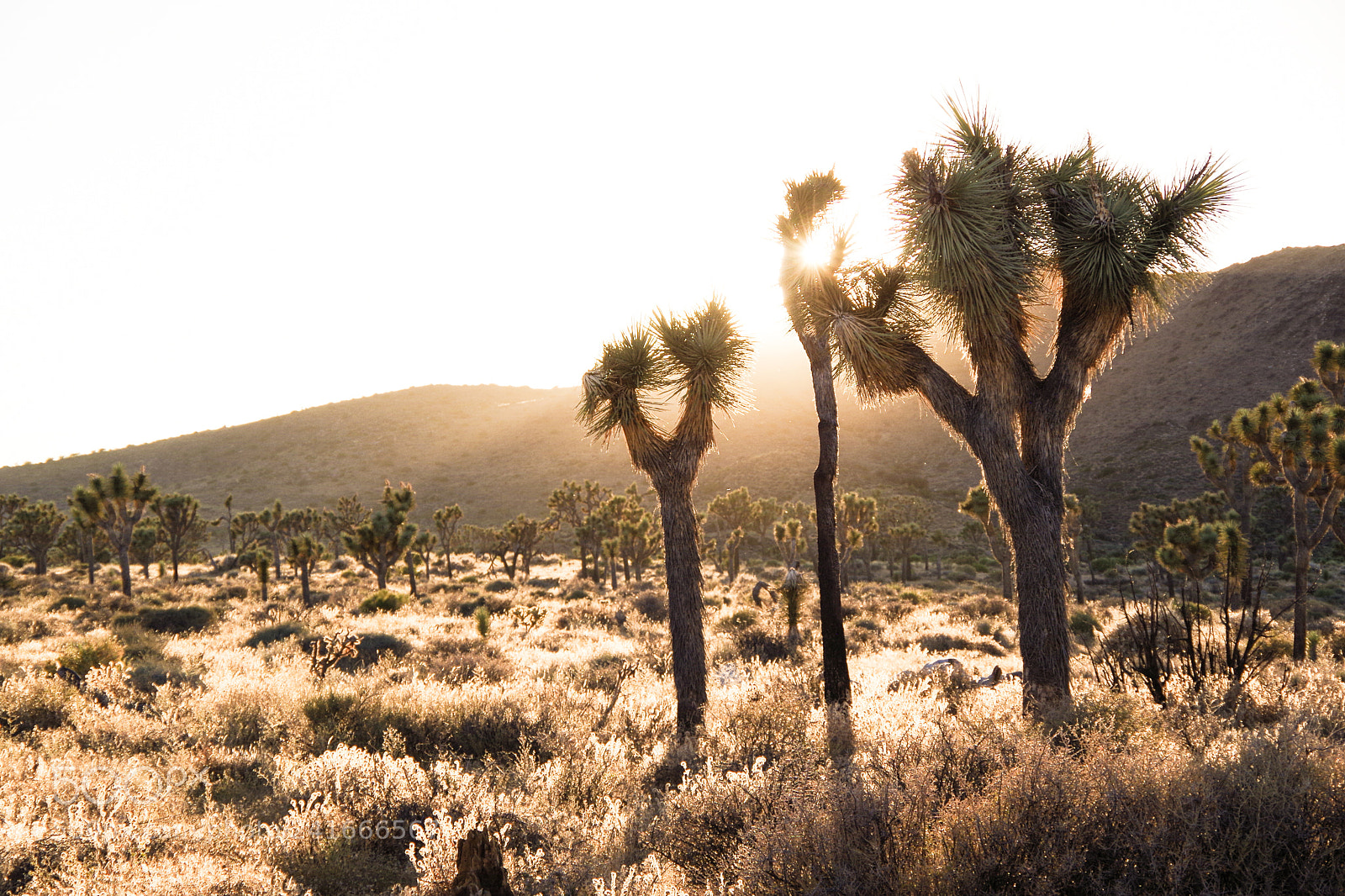 Pentax K-30 sample photo. Joshua tree park photography