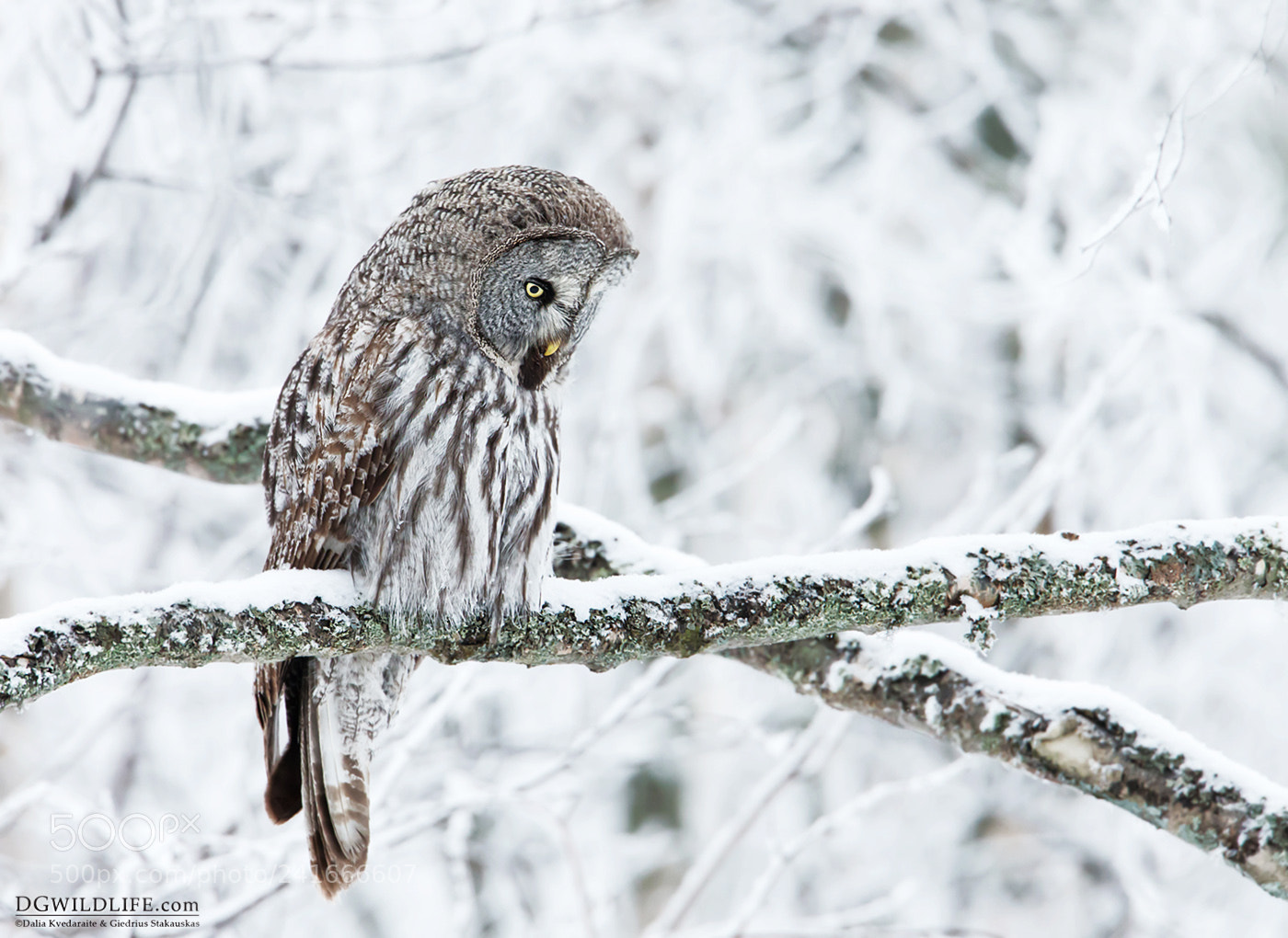 Canon EOS-1D X sample photo. Winter owl photography
