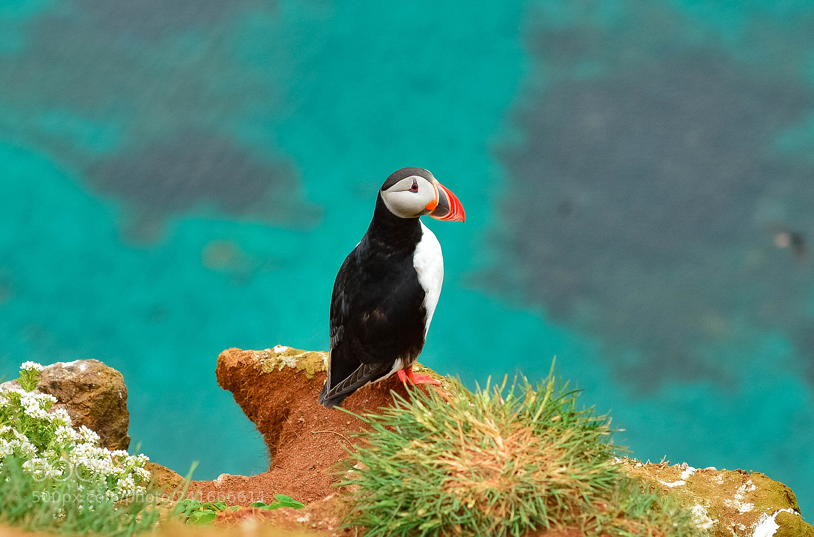 Nikon D800 sample photo. Puffin photography