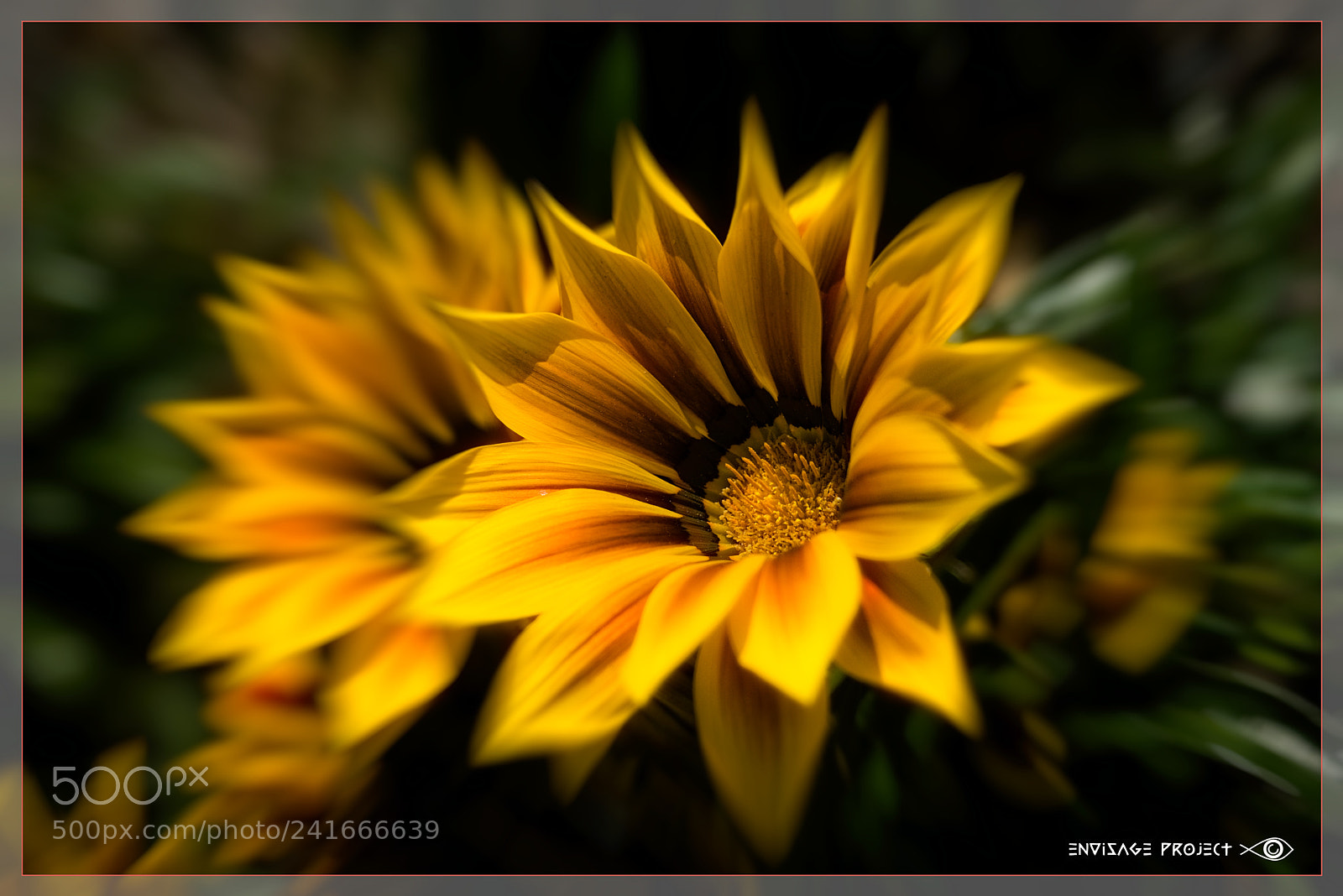Sony a7R sample photo. Daisies photography