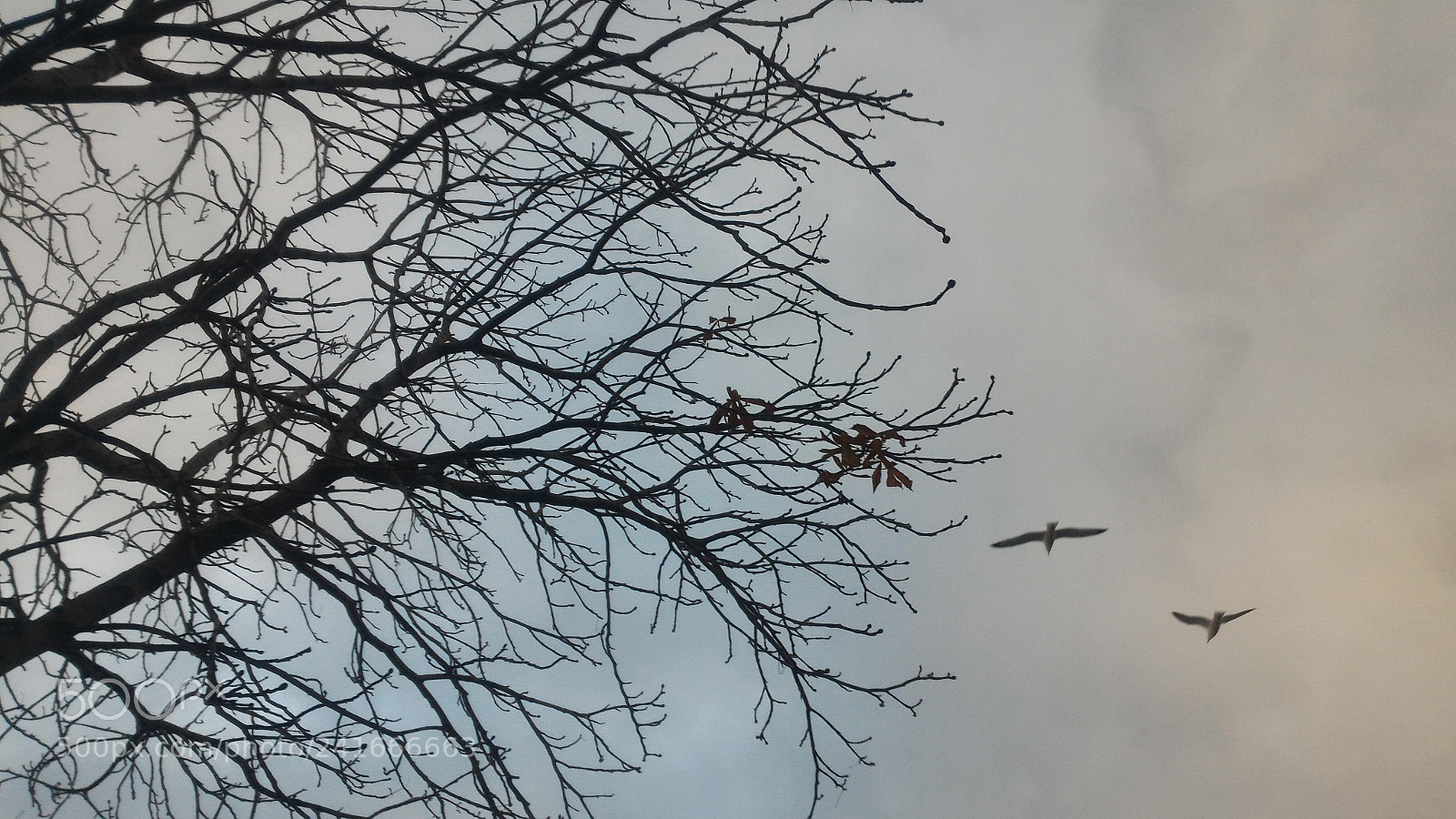 ASUS ZenFone 2 (ZE551ML) sample photo. Untitled photography