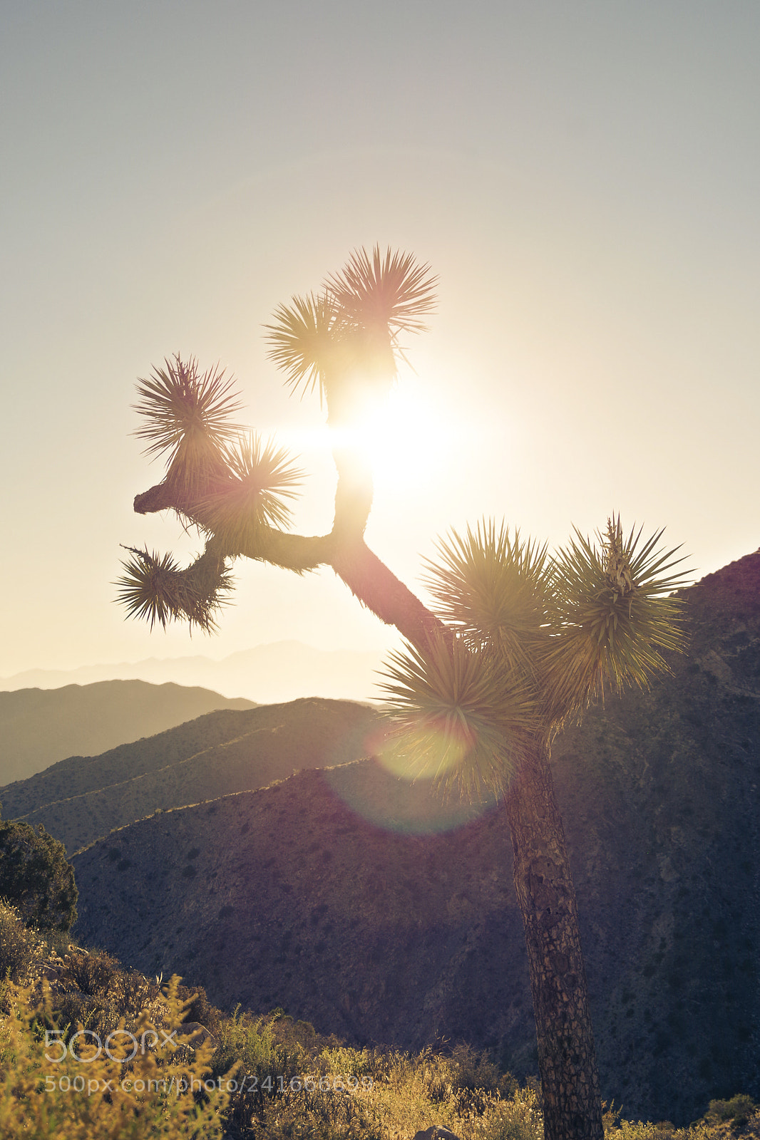 Pentax K-30 sample photo. Joshua tree park photography