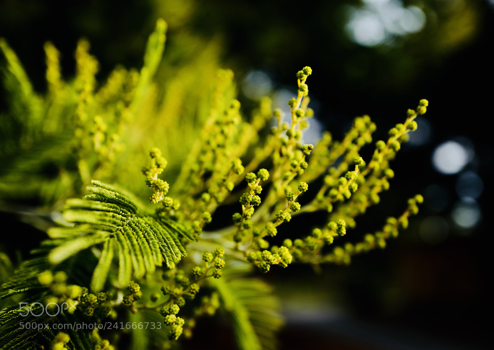 Leica Q (Typ 116) sample photo. Evergreen photography
