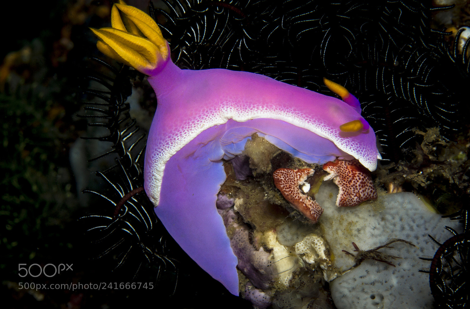 Canon EOS 60D sample photo. Hypselodoris apolegma photography