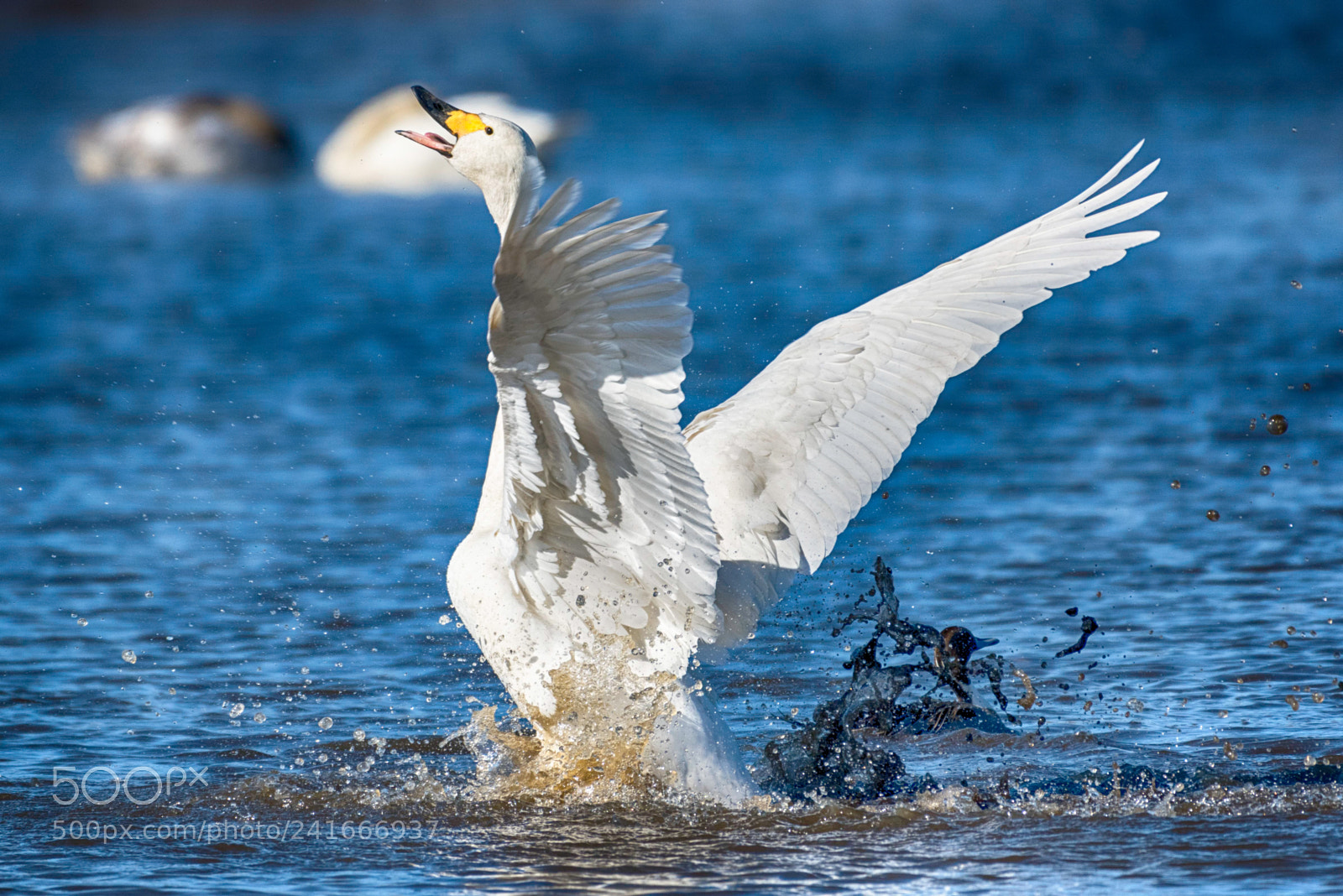 Nikon D810 sample photo. Roar of swan photography