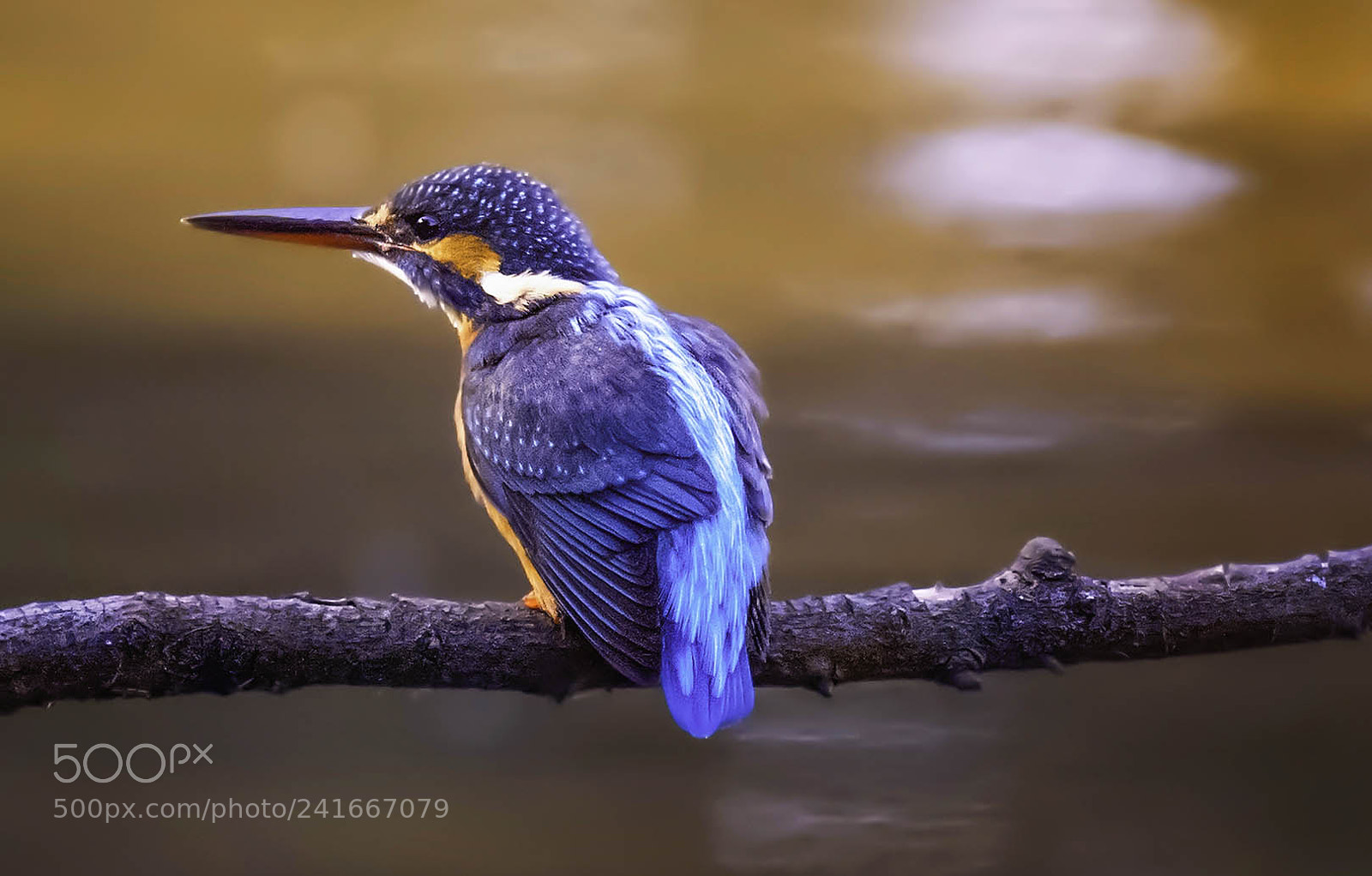 Nikon D810 sample photo. Kingfisher photography