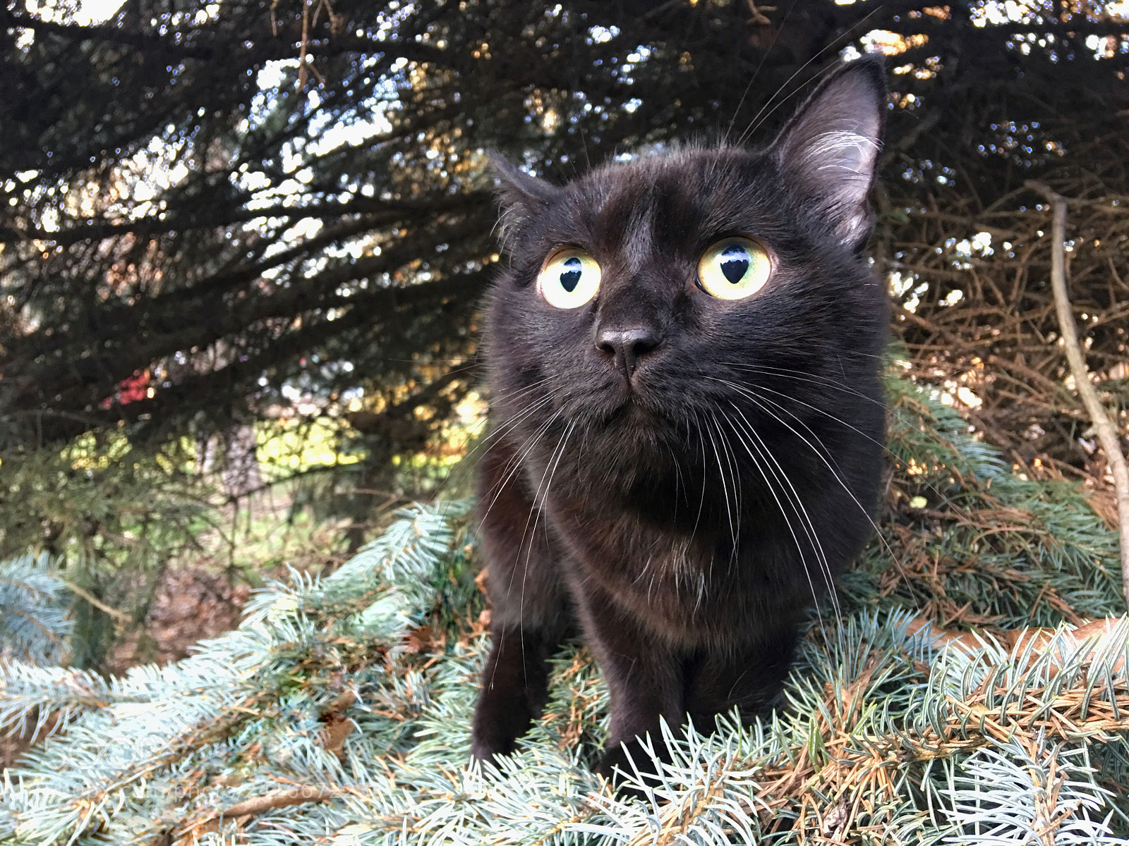 Apple iPhone 6s Plus sample photo. Cat photography