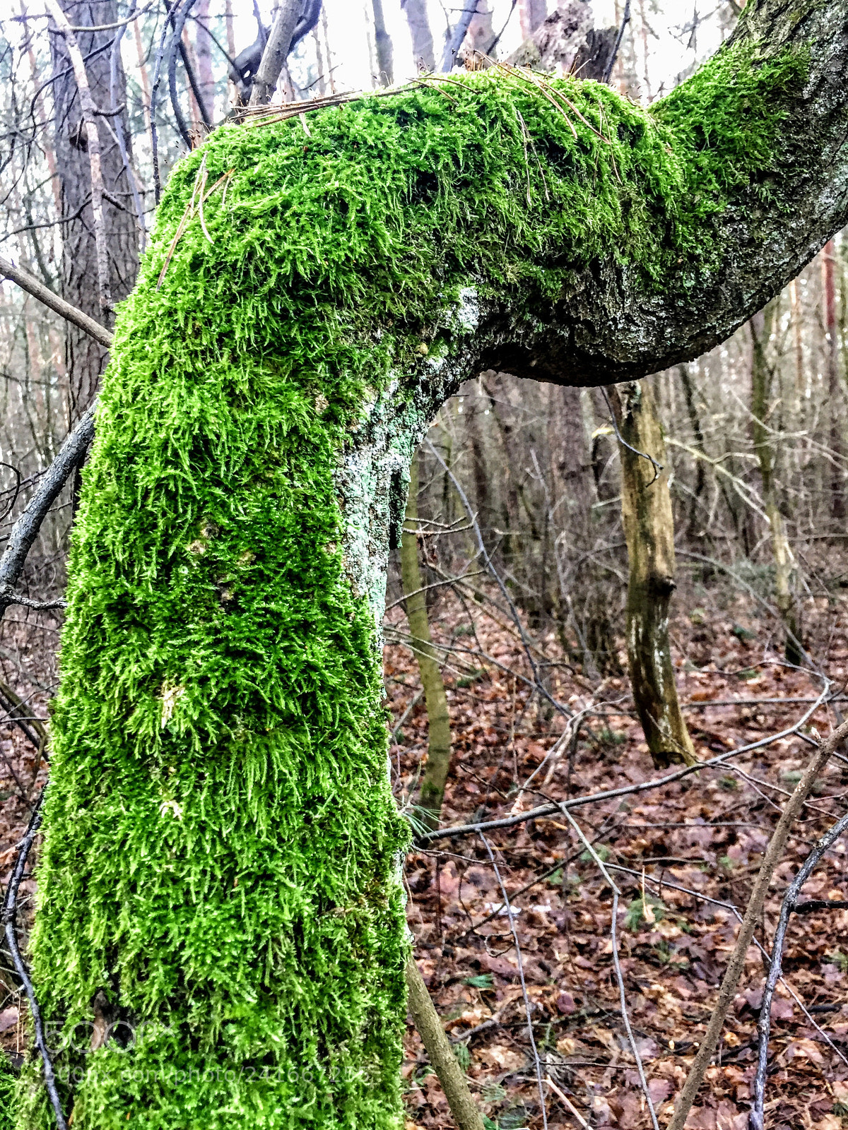 Apple iPhone 6 sample photo. Tree photography