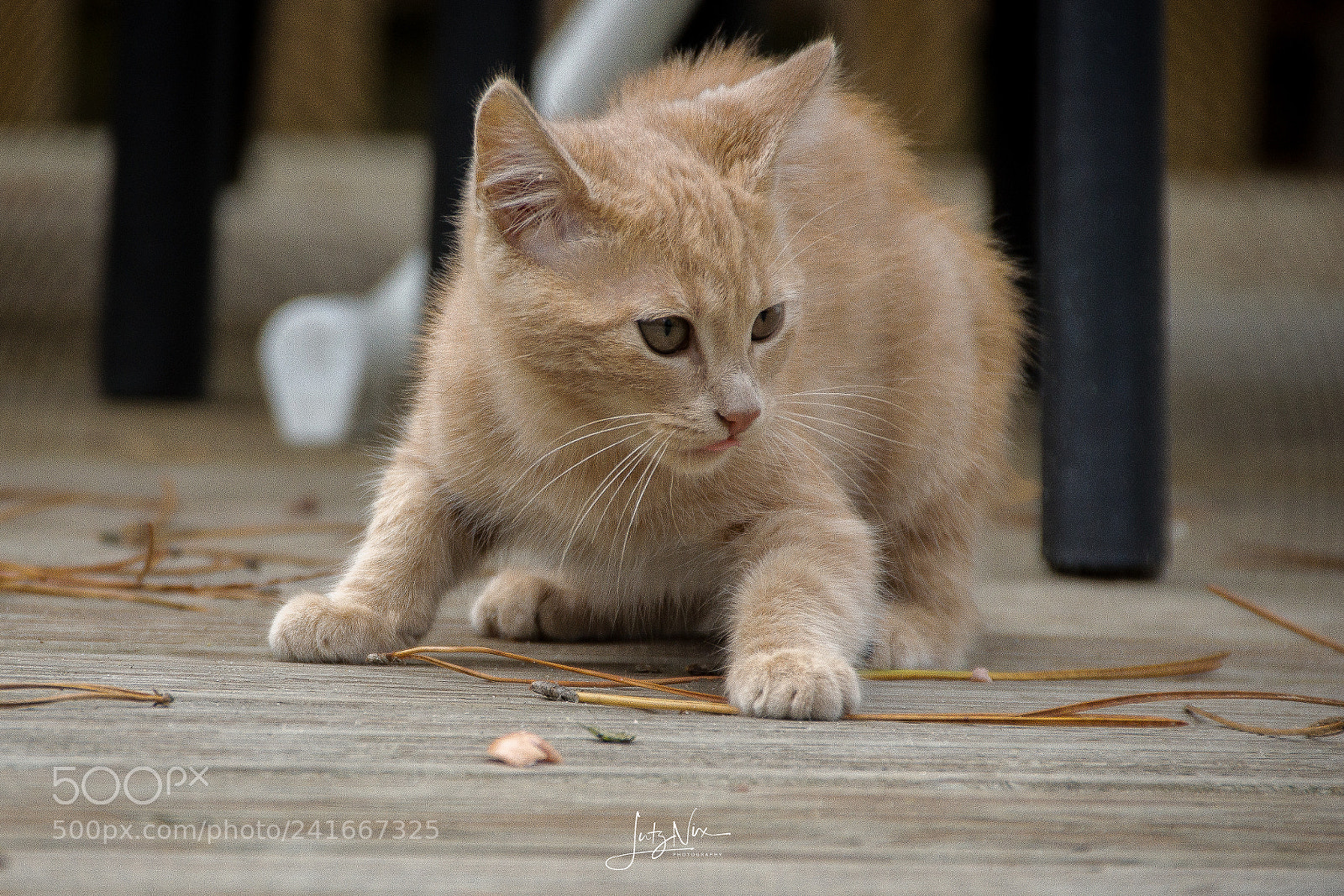 Sony SLT-A65 (SLT-A65V) sample photo. Shy photography