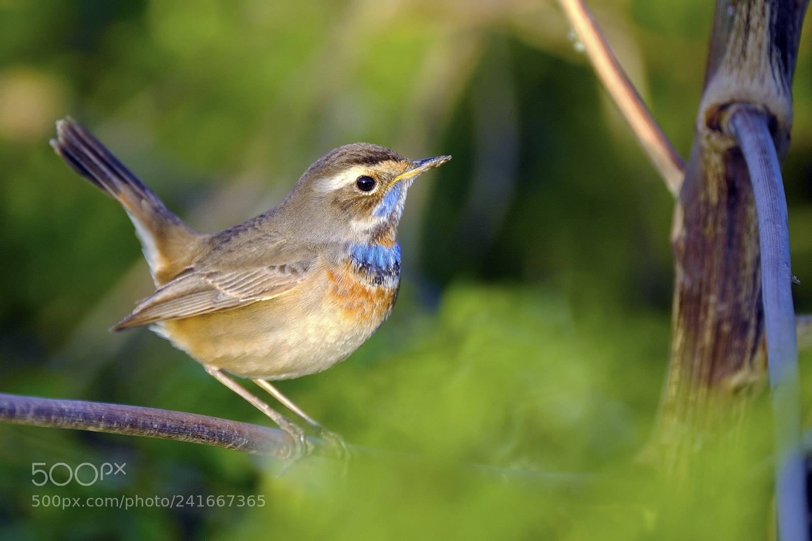 Fujifilm X-T2 sample photo. Bluethroat photography