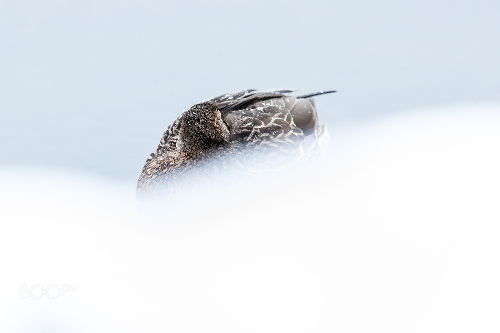 Canon EOS-1D X Mark II sample photo. Sleeping mallard photography