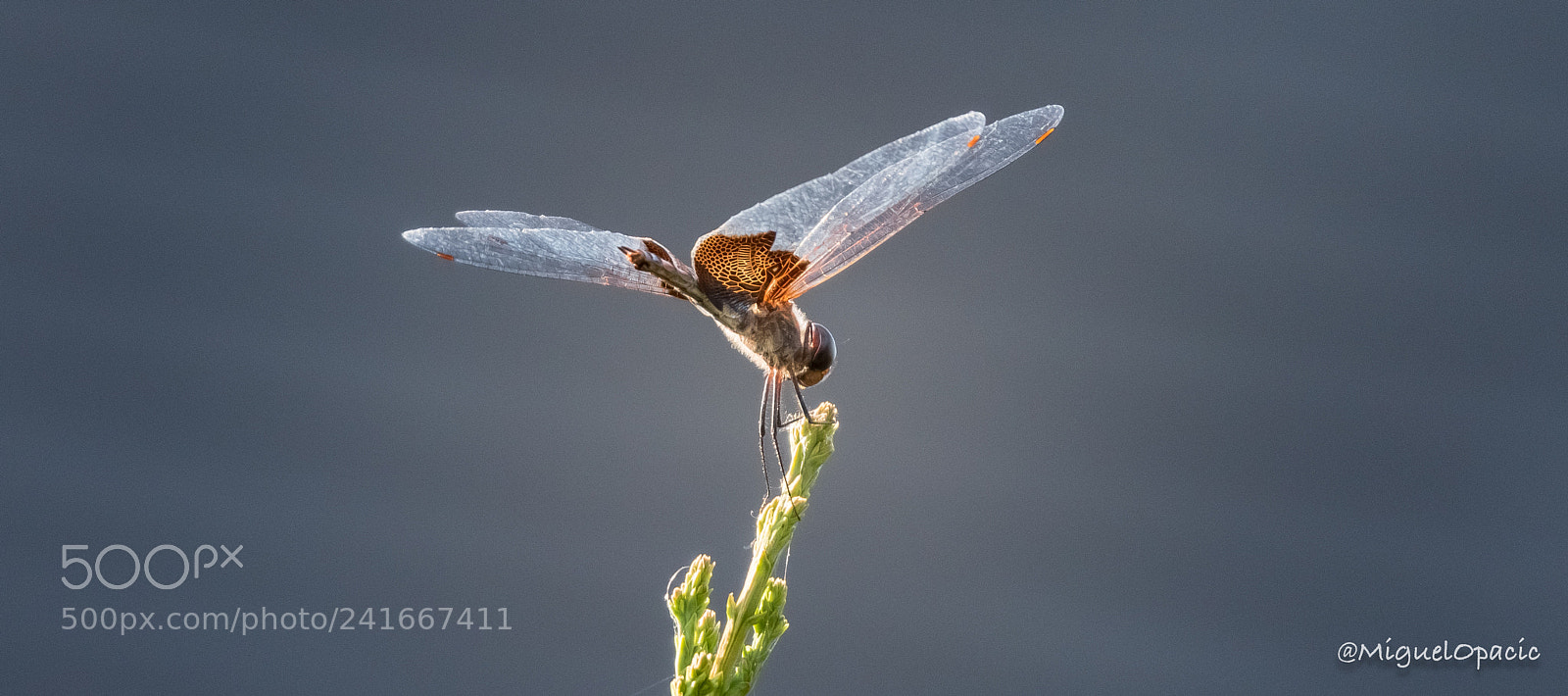 Nikon D810 sample photo. Dragonfly photography