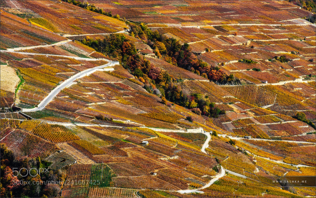 Sony Alpha a99 sample photo. Rusty colored autumnal vineards photography
