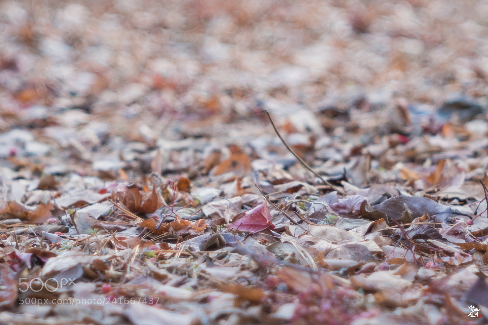 Fujifilm X-T2 sample photo. Winter leaves photography