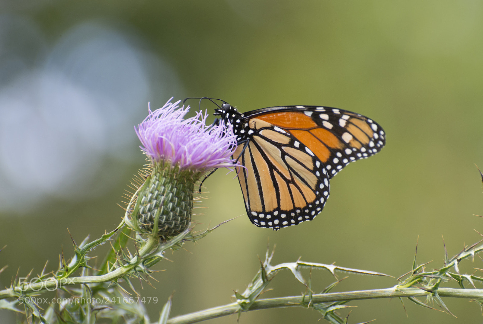 Nikon D7200 sample photo. Butterfly 2017-181 photography