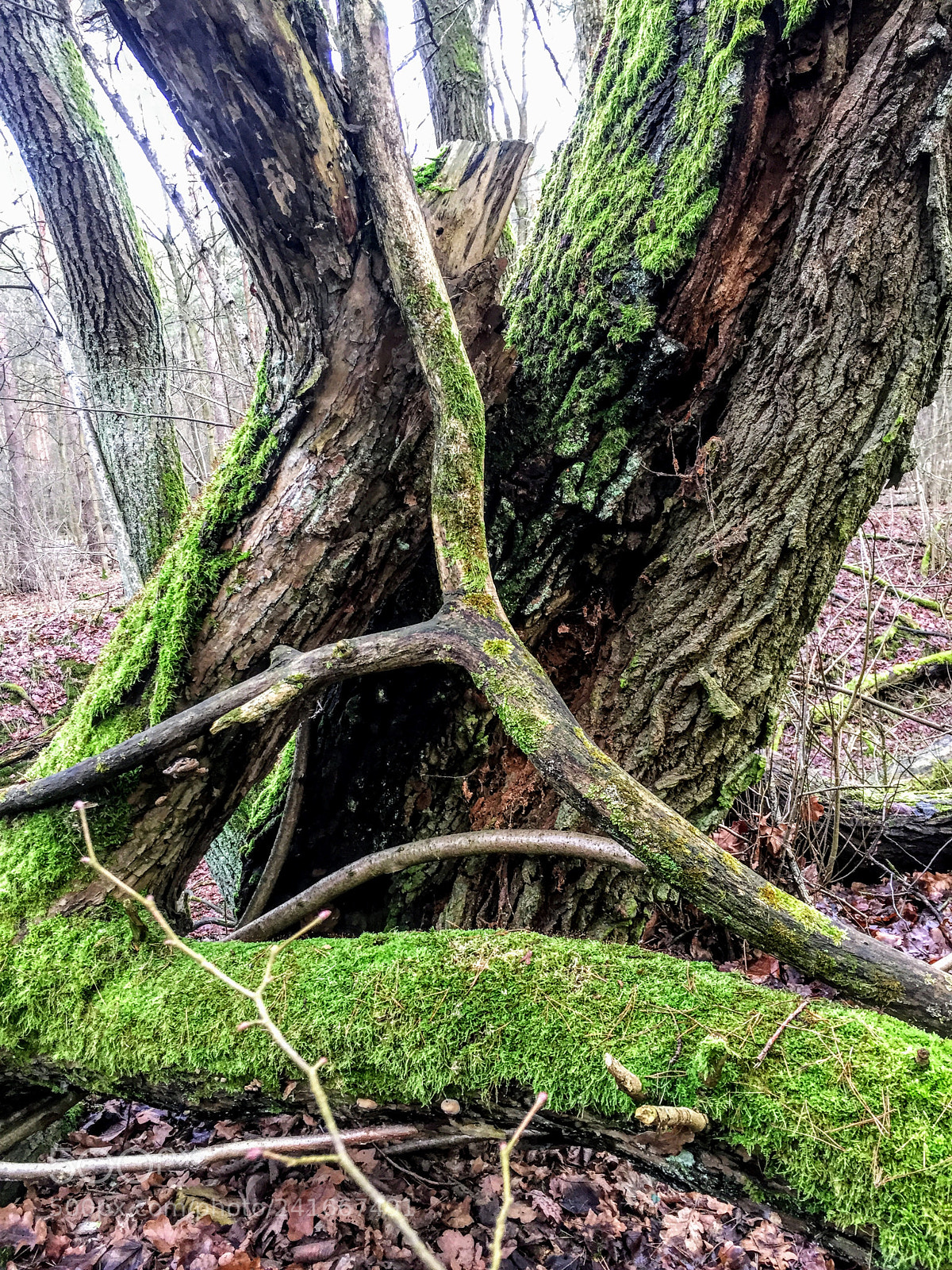 Apple iPhone 6 sample photo. Tree photography