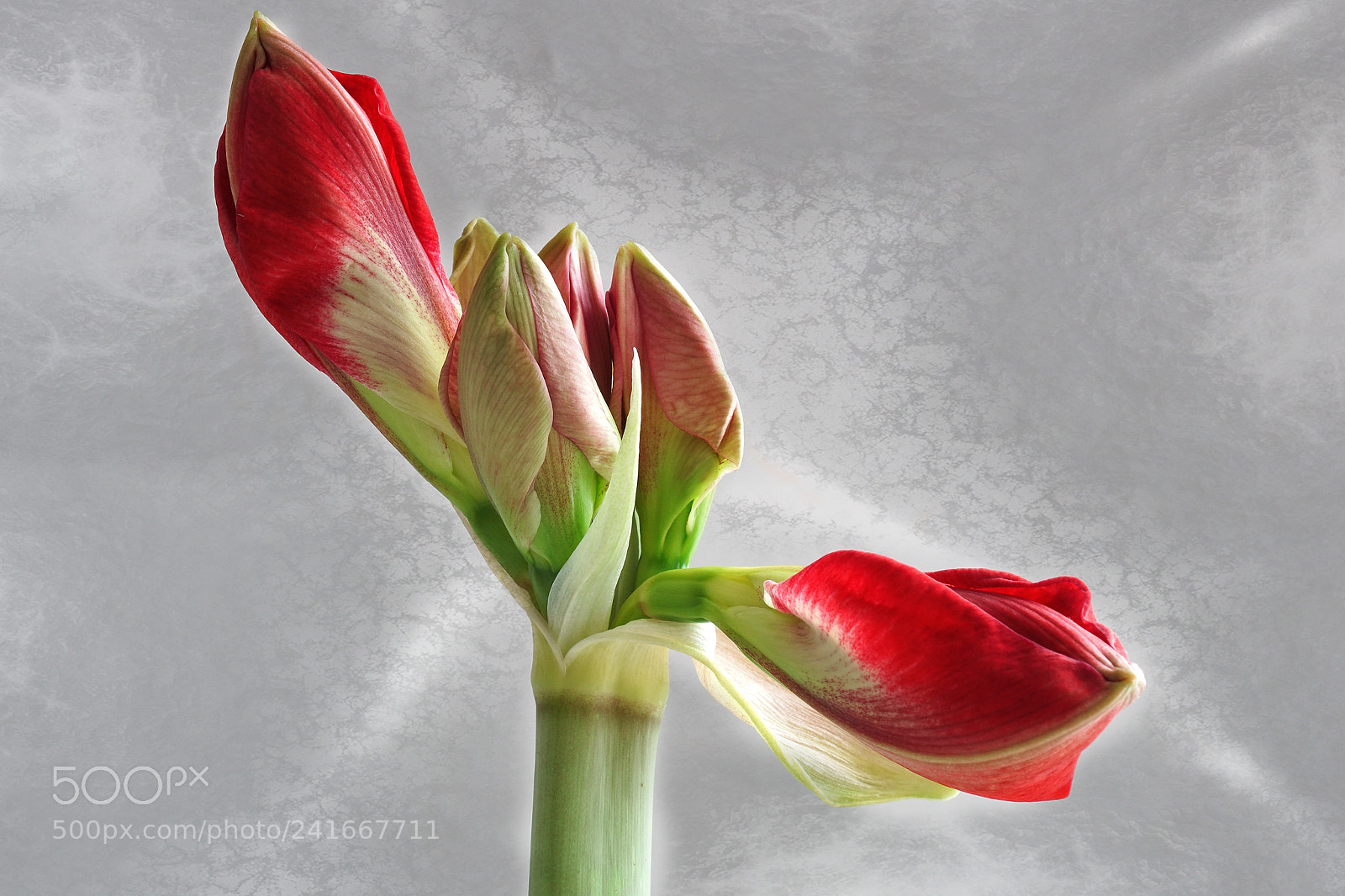 Sony ILCA-77M2 sample photo. Red beauty photography