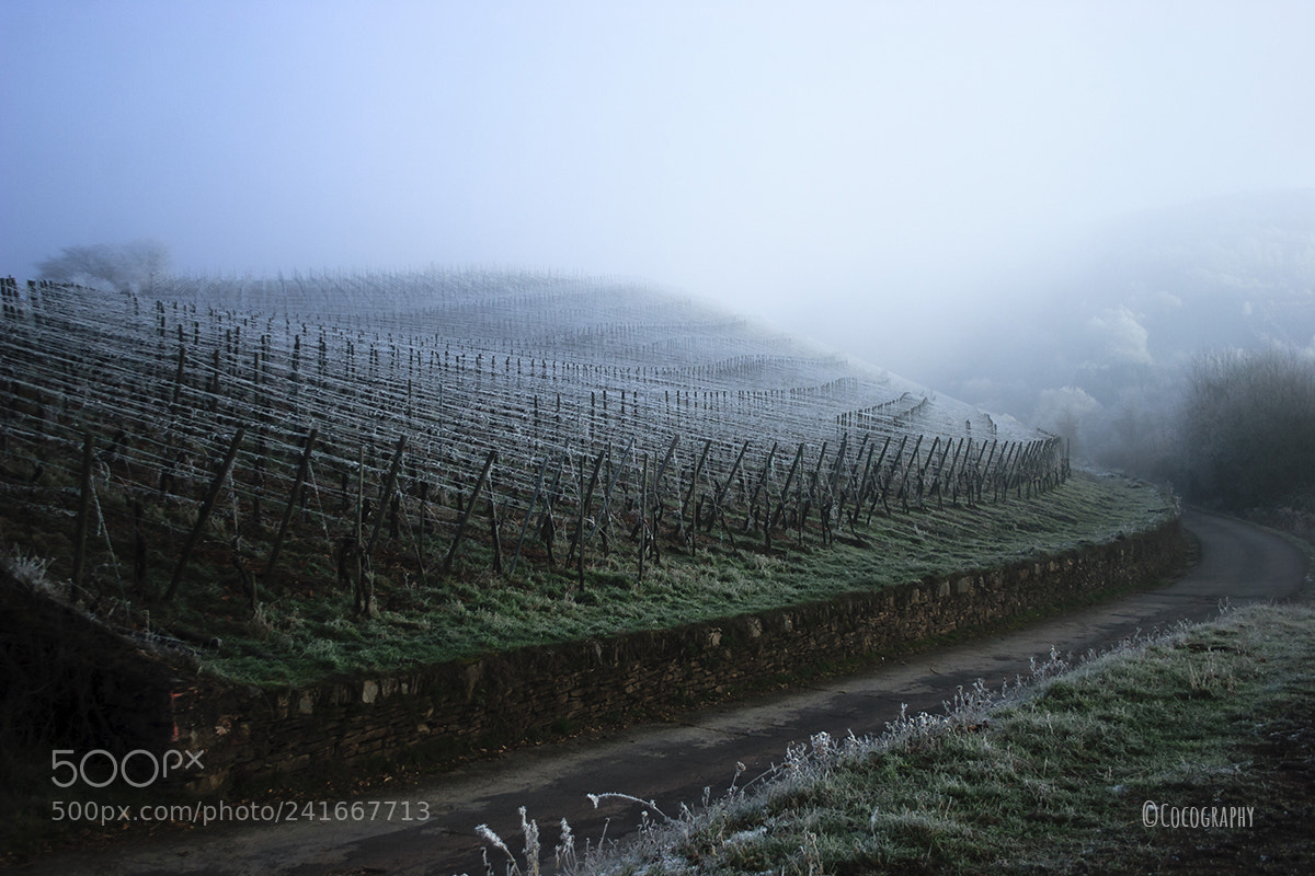 Canon EOS 20D sample photo. Frozen wineyard photography